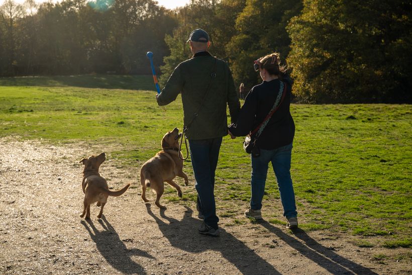 A man and a woman walking with two dogs.