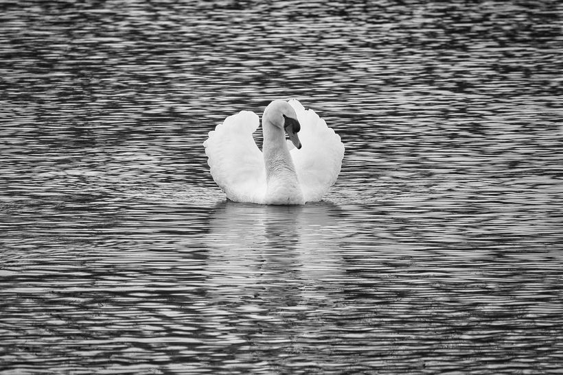 swan on rippling water
