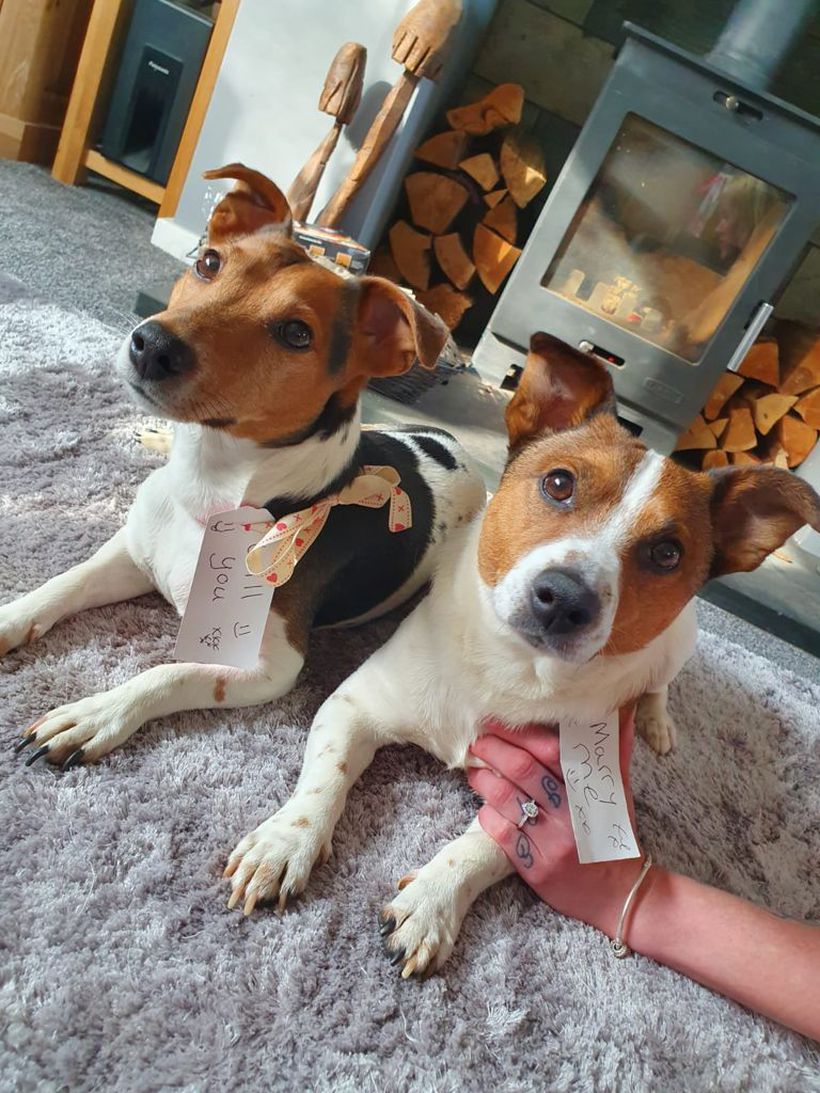Ben's 2 dogs with tags on their collars saying 'will you marry 